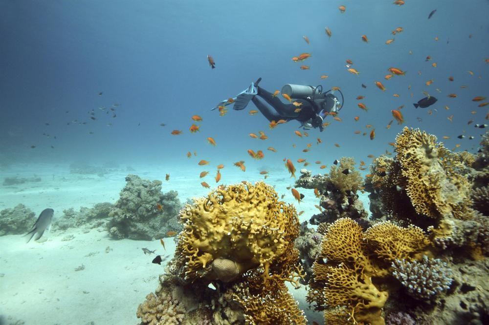 Sheraton Jeddah Hotel - Saudi Brothers Commercial Company Branch מראה חיצוני תמונה Scuba diving in the Red Sea